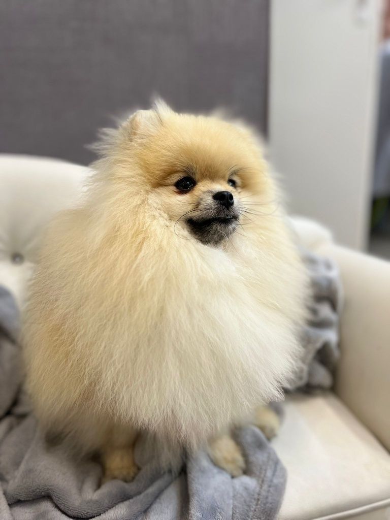 Pomeranian szpic miniaturowy
