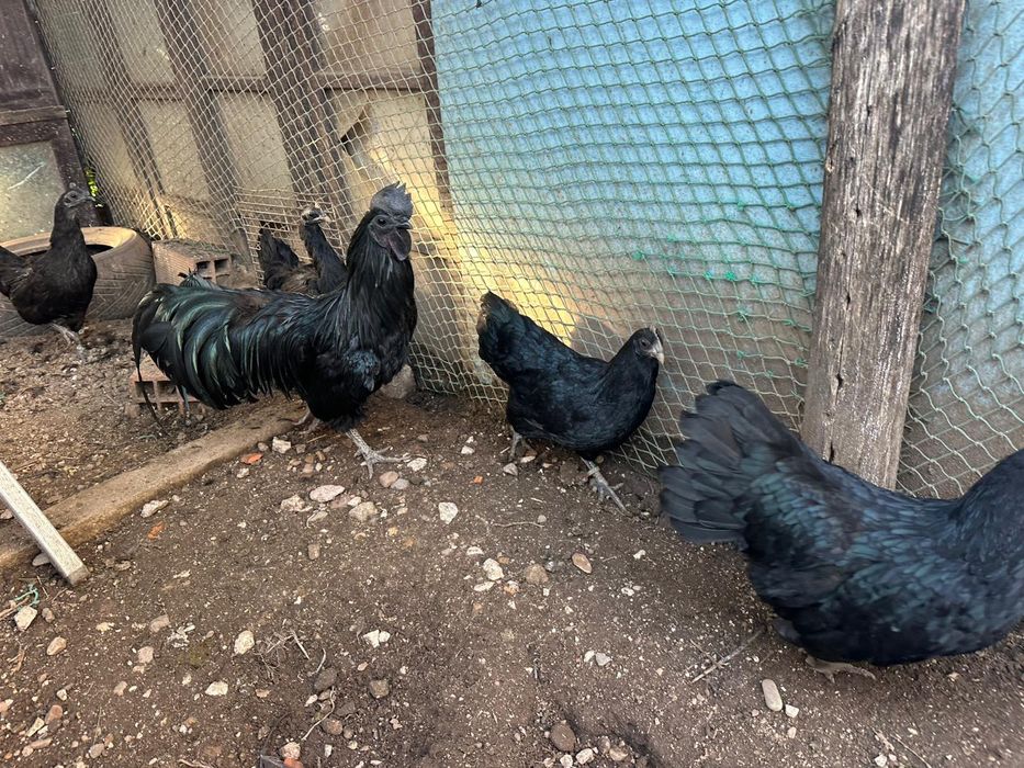 Galinha da Indonésia