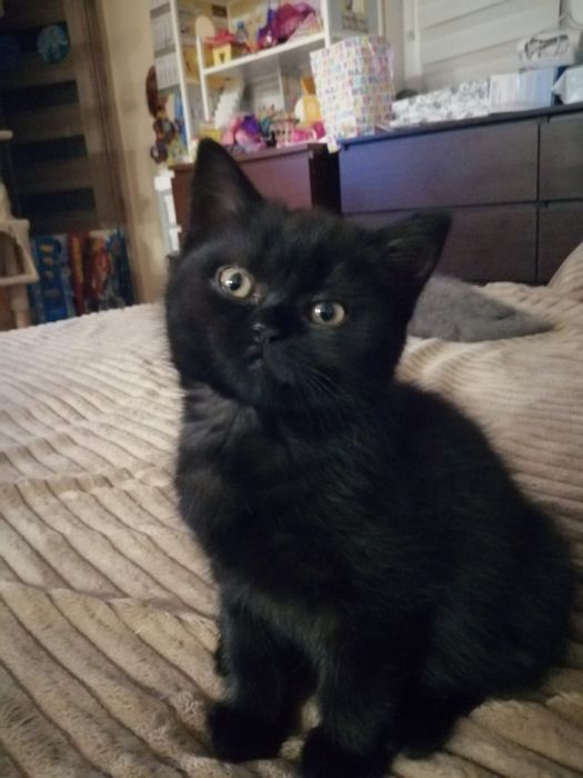 Czekoladowy kotek brytyjski