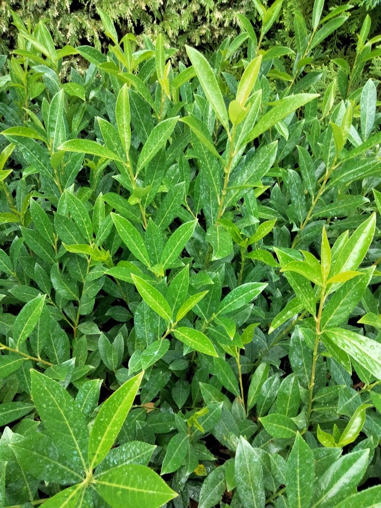 Laurowiśnia wschodnia "Caucasica"