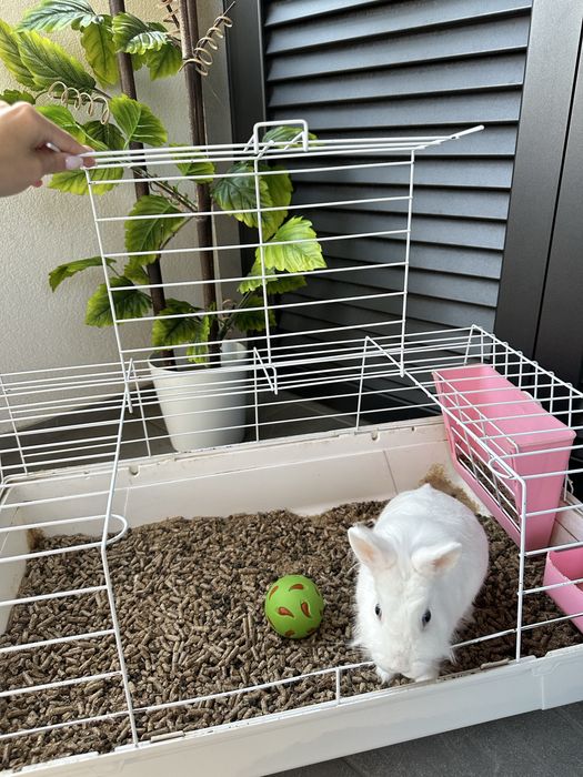 Coelha anã + Kit Completo de Acessórios
