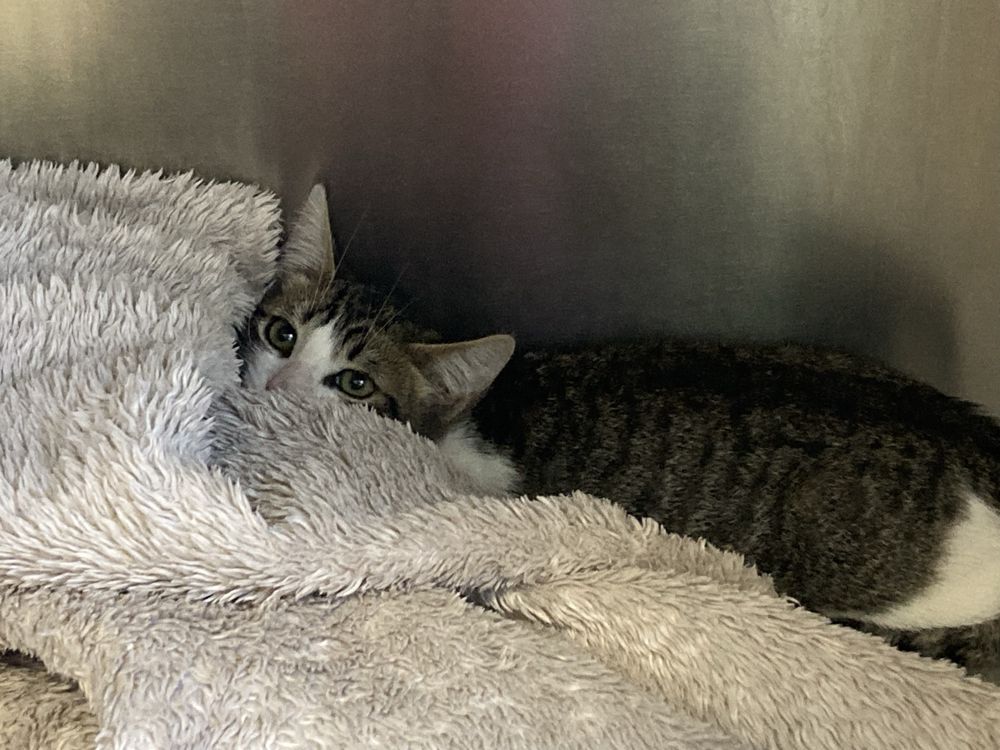 Gatinhos para adoção