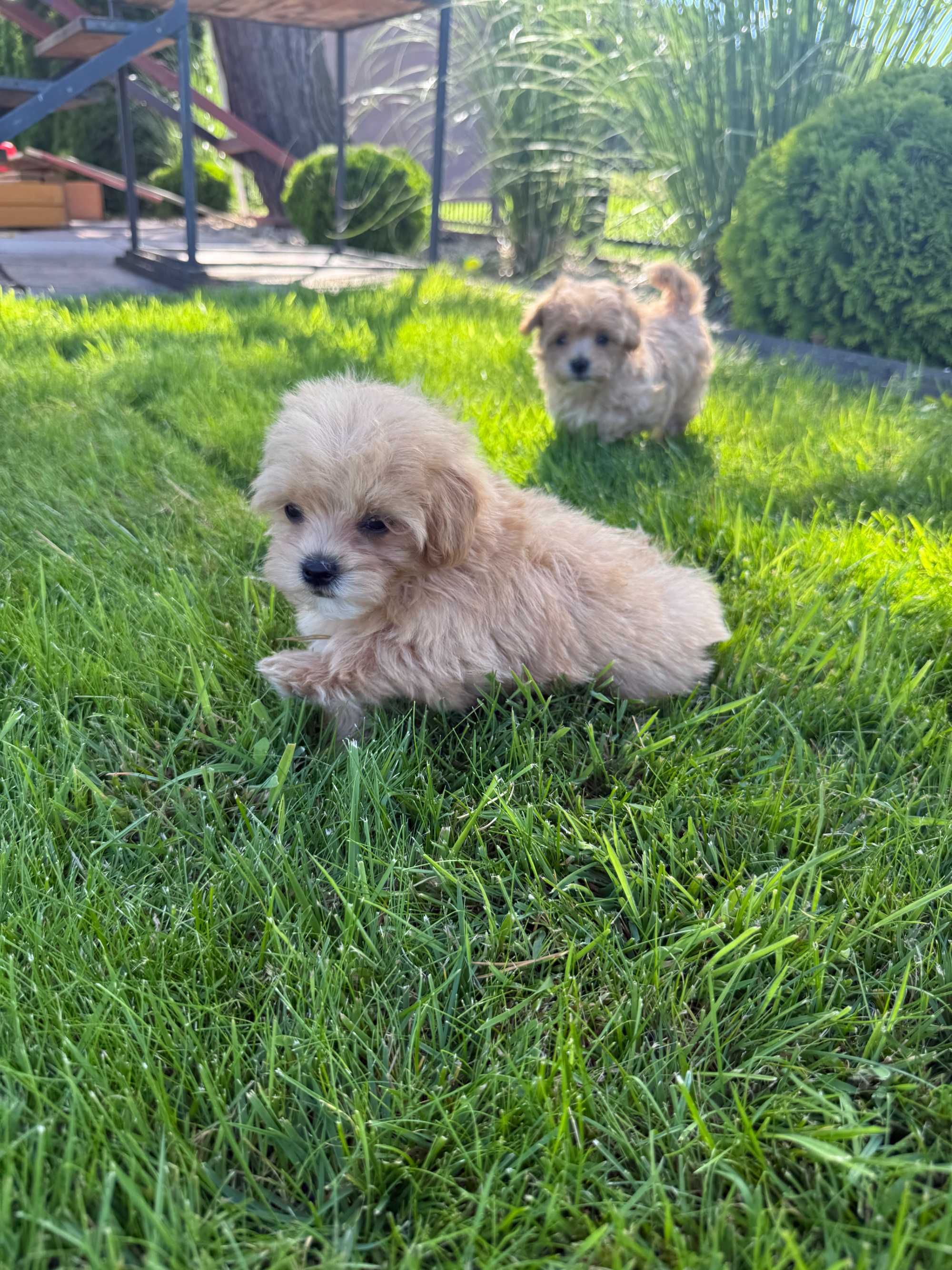 Maltipoo F1 śliczny piesek - już do odbioru