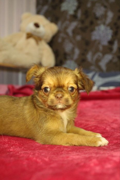 Маленька зірочка. КСУ