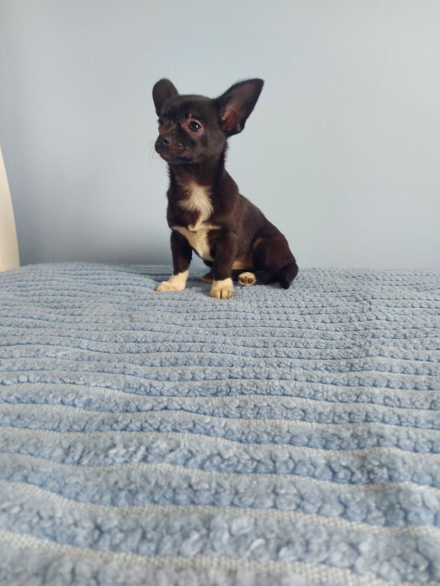 Chihuahua Preta e Branca