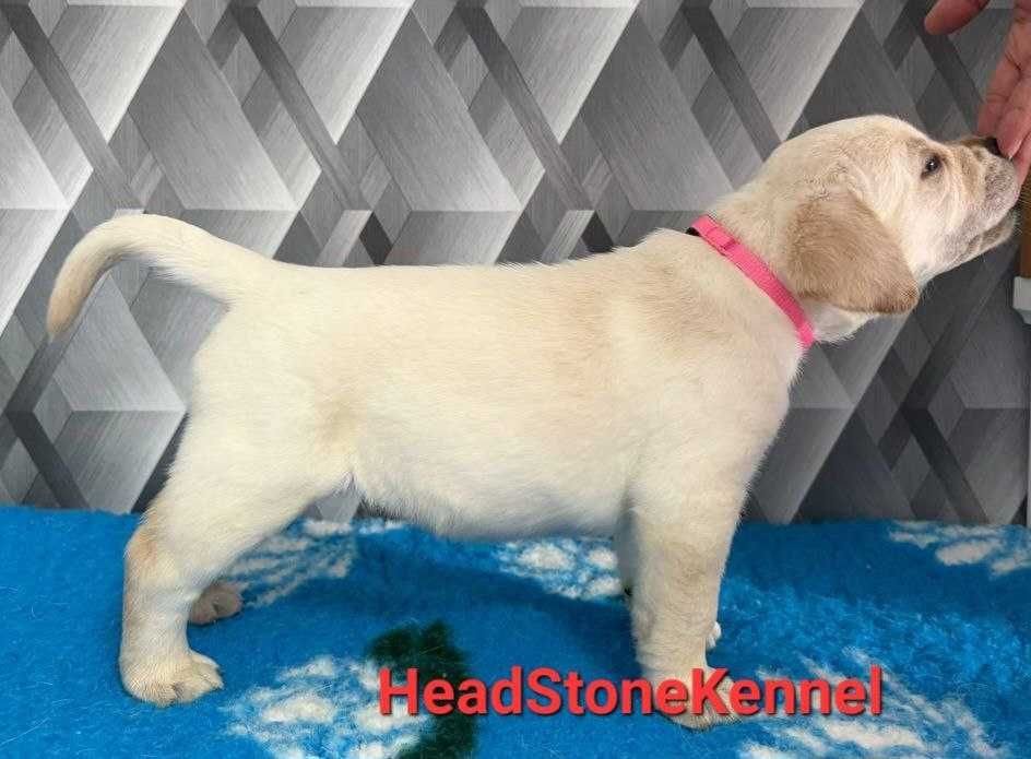 Лабрадор ретривер Щенки