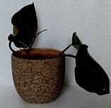 Philodendron filodendron pink Princess