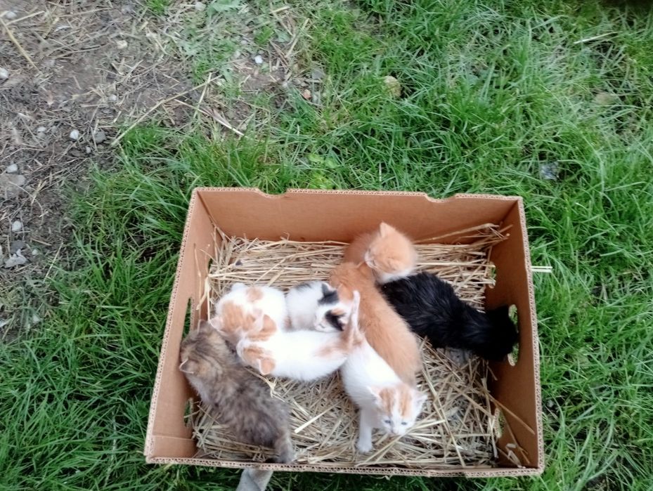 Oddam kotki w dobre ręce