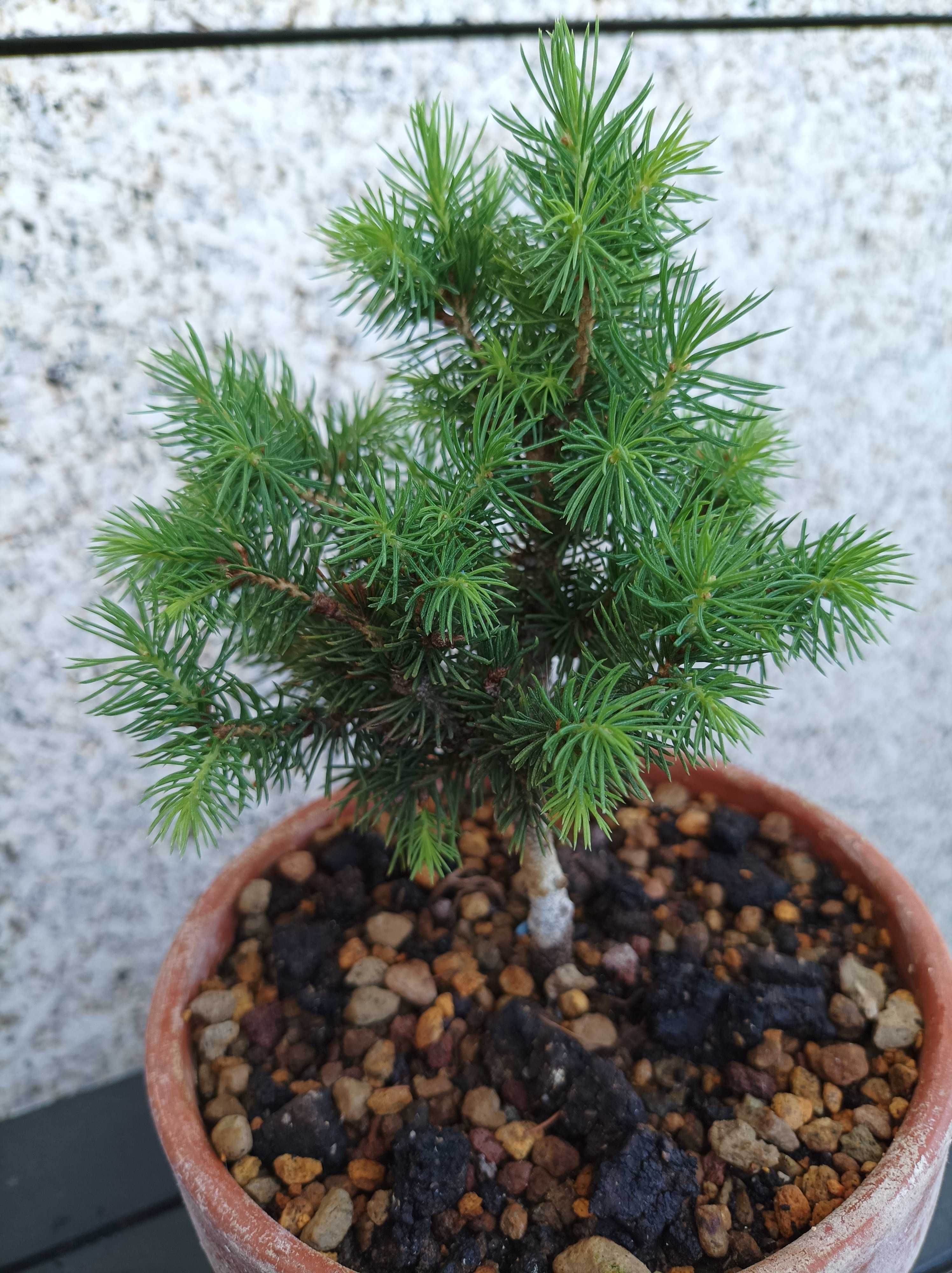 PICEA SPP - 4 anos