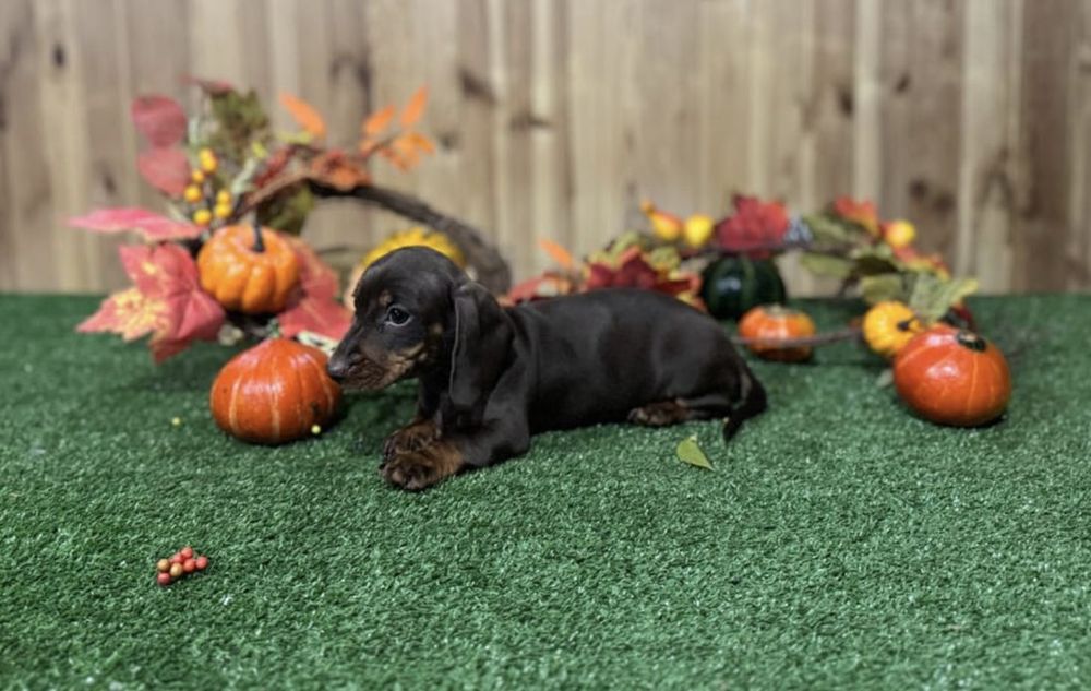 Jamnik miniaturowy suczka FCI