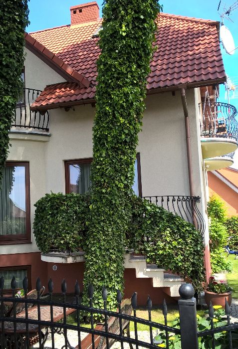 Bluszcz pospolity hedera helix na mur siatkę skarpę