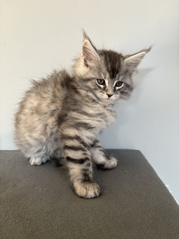 Maine Coon kocurek