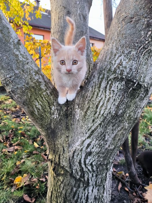 Котенята в добрі руки. Ще всі є. 23.11.2025