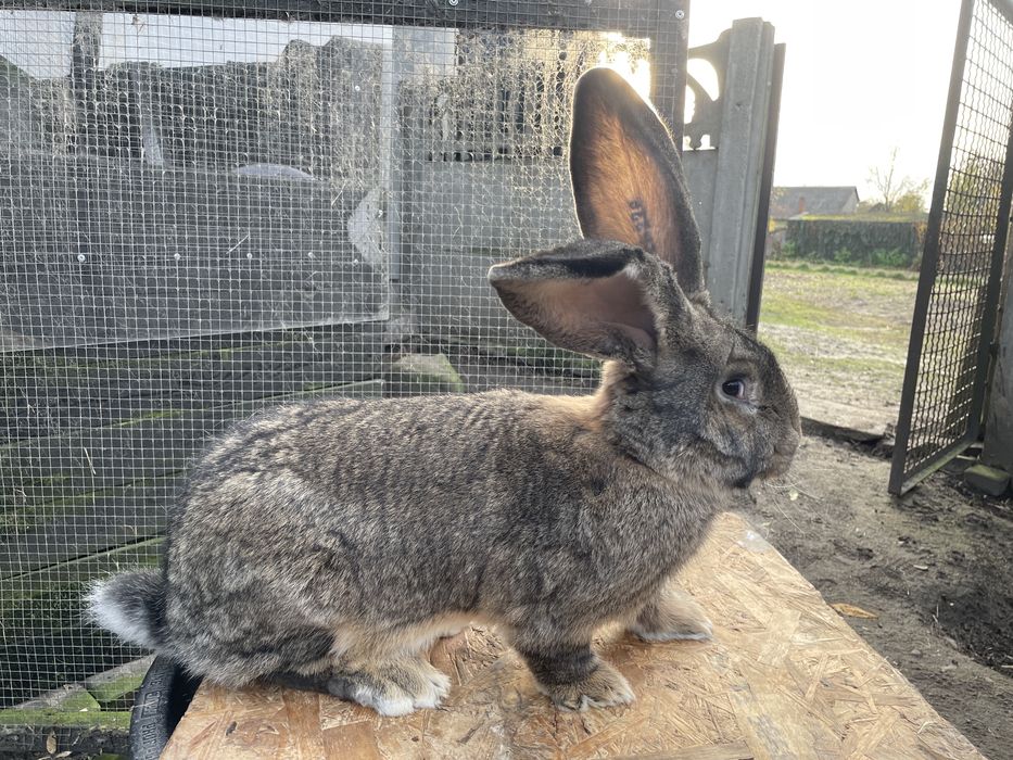 Olbrzym Belgijski Szary SAMIEC