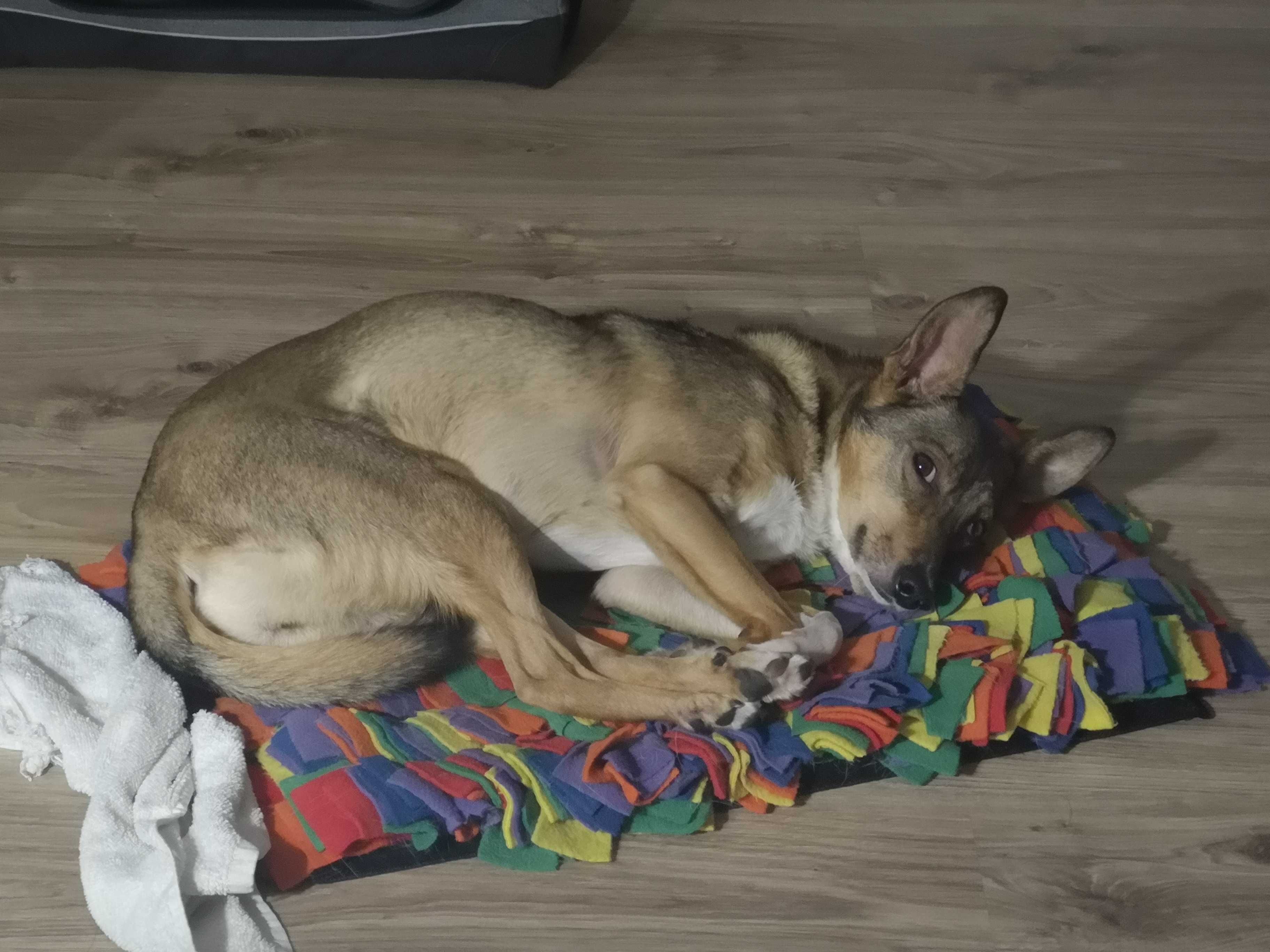 USIA szuka spokojnego, ciepłego, kochającego domku. Adopcja!