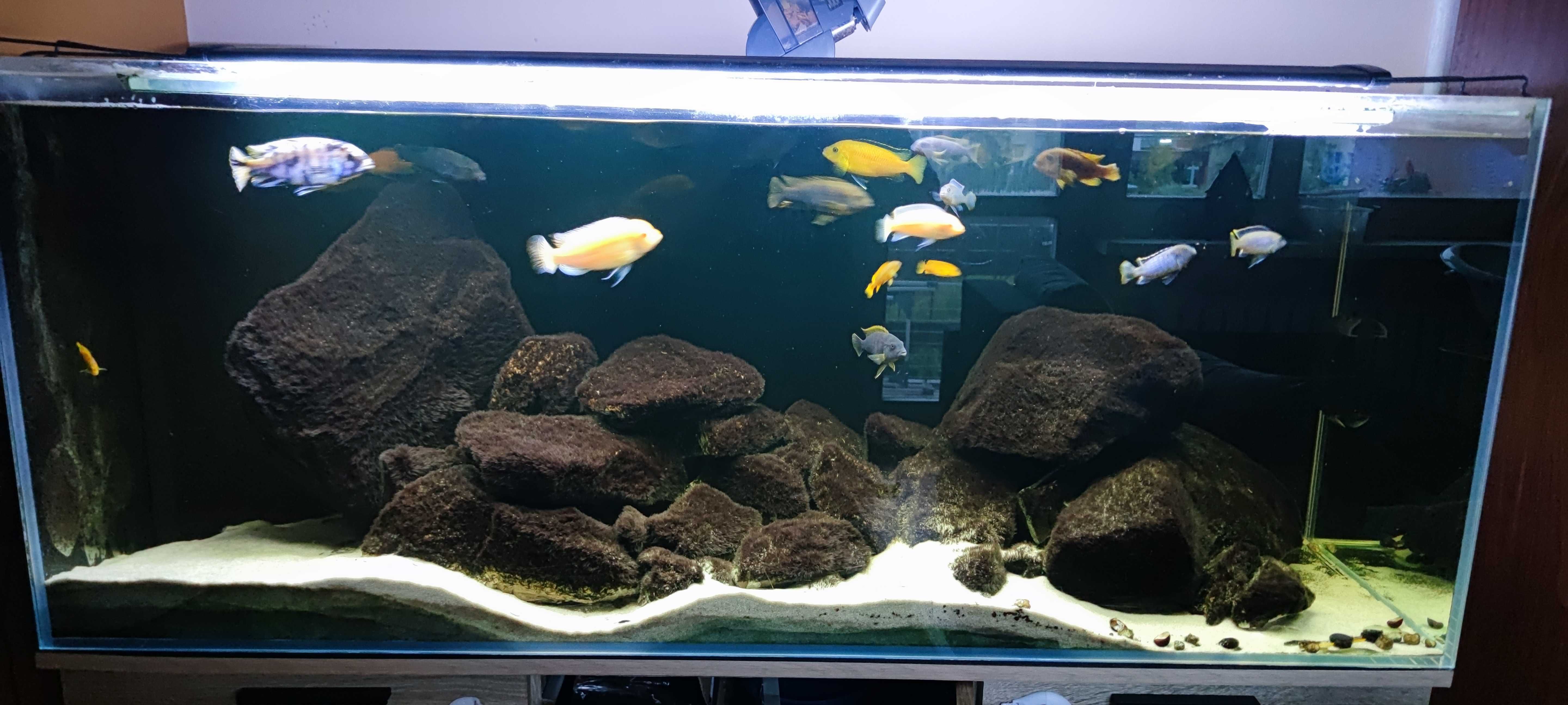 Akwarium 450L Opti White 150x50x60cm z szafką i całym osprzętem+ ryby