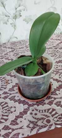 Орхідея-підліток білого кольору.