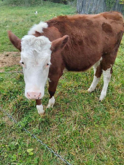 Продається теличка молочної корови(голштин)