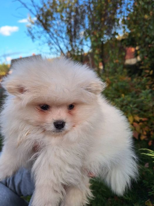 Szpic miniaturowy pomeranian