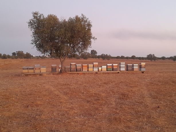 Colmeias com abelhas