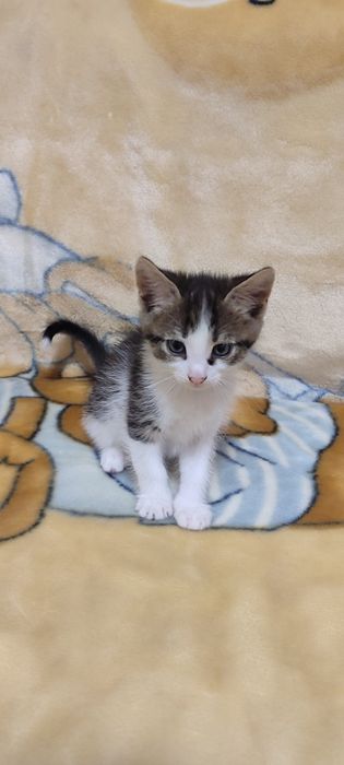 Віддам чотирьох кошенят в добрі руки