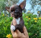 Chihuahua machinho mini