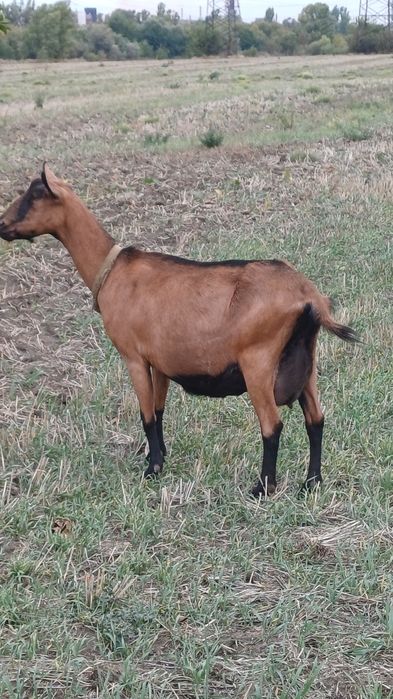 Коза альпійська 100 %. Кітна .