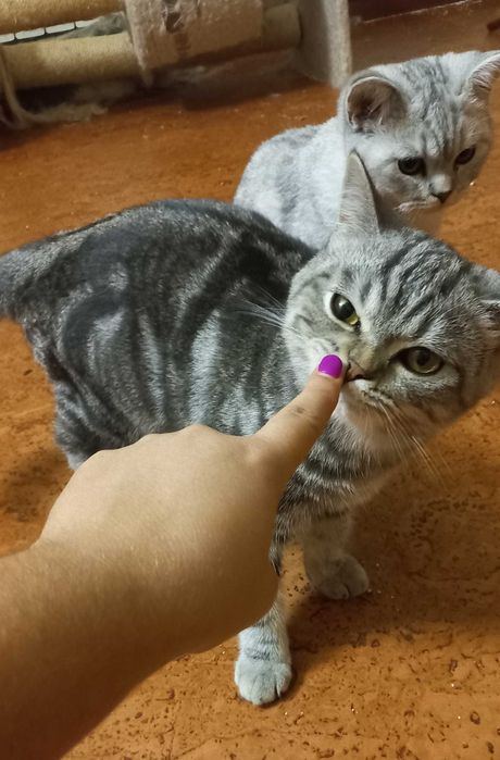 Gato British Shorthair