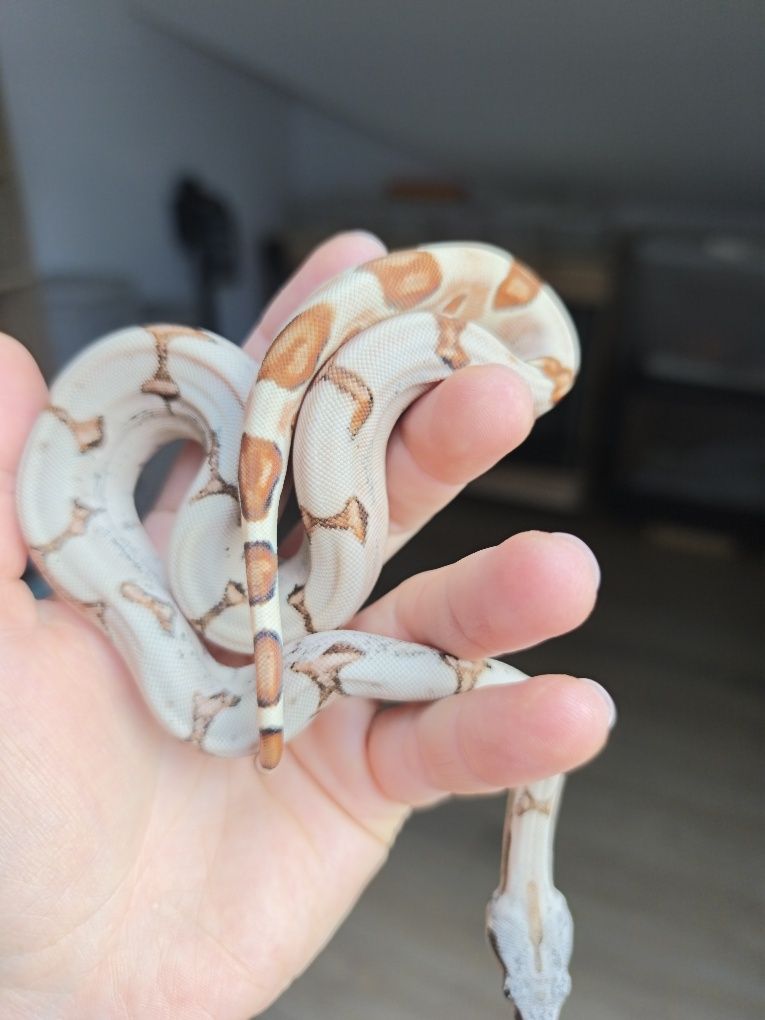 Węże zbożowe Hypo Jungle het Albino Sharp