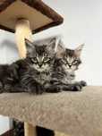 Śliczne kotki maine coon