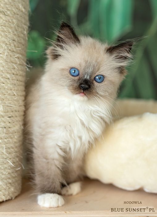 Kotka seal mitted