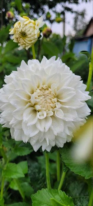 Садженці  жоржин