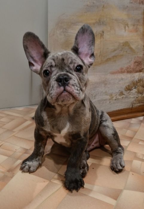 Продам щенка французский бульдог.