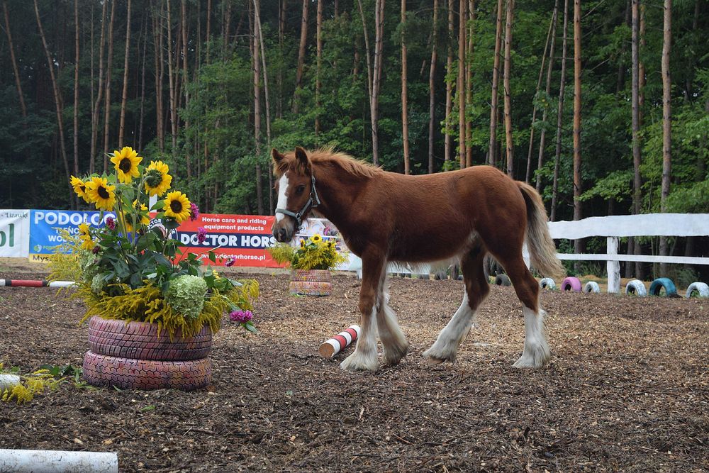 Gypsy Cob/ Irish Cob/ Tinker Incognito Dancing Star „Denver”