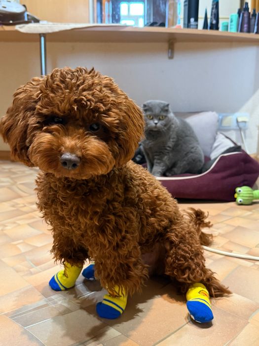 Вязка. Общительный и милый той пудель ищет невесту