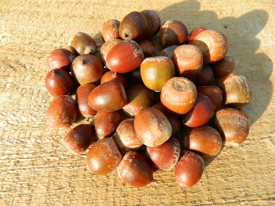 Sprzedam nasiona żołędzie dębu czerwonego ( Quercus Rubra ) zbiór 2024