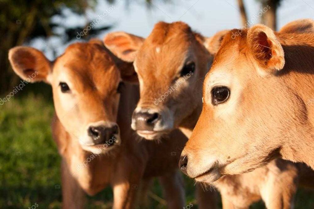 cielęta mleko w proszku nie powoduje biegunek