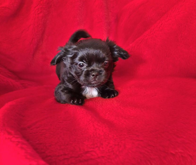 Zarezerwowana Czarna suczka chihuahua