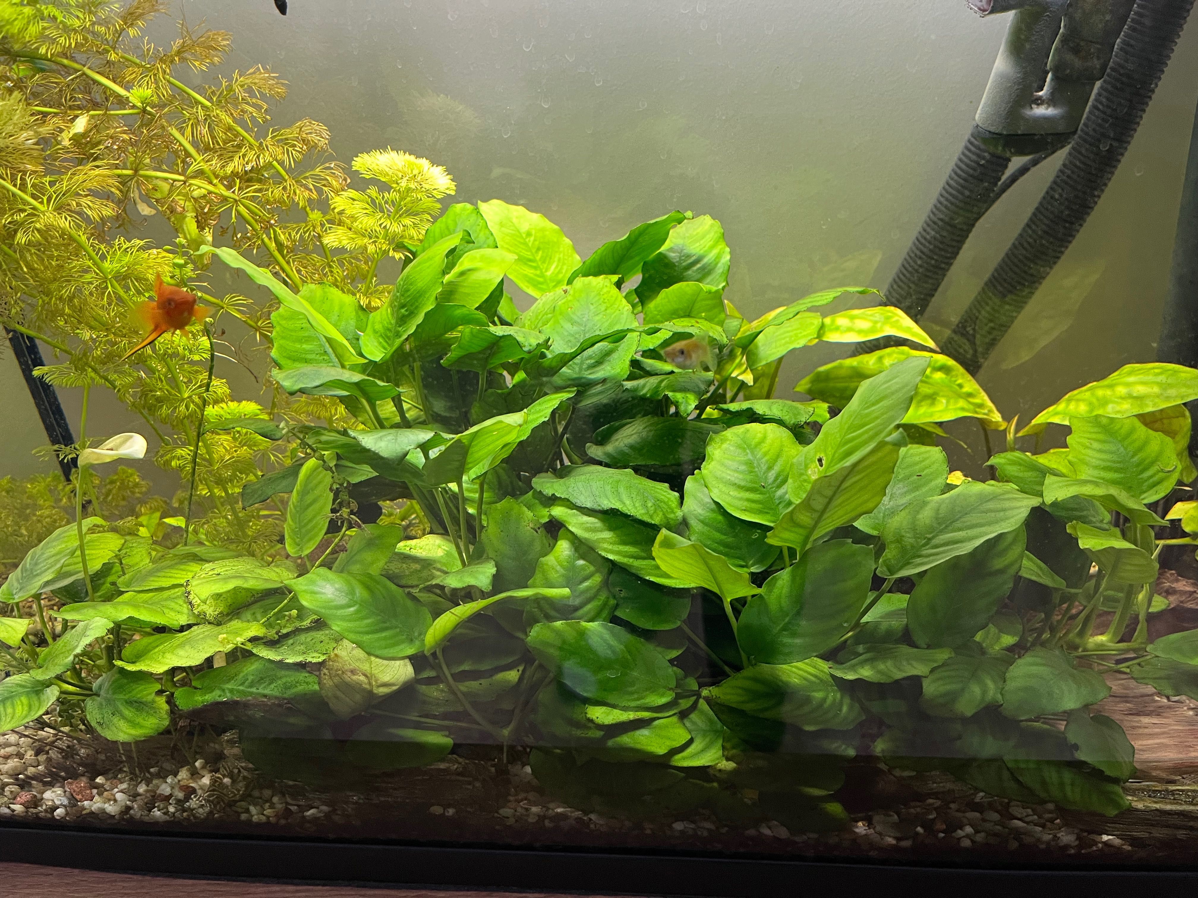 Anubias 7-10 liści