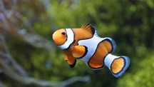Błazenek Amphiprion ocellaris - dorosły 7 lat