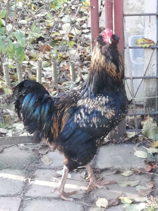 Півень , когут  річний