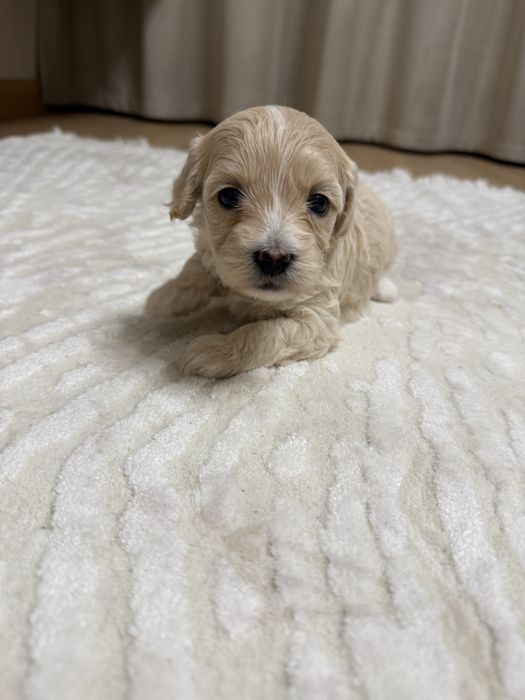 Мальтипу дуже гарні