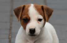 PIRAT Jack Russell Terrier z hodowli "BREFIO" /badania genetyczne