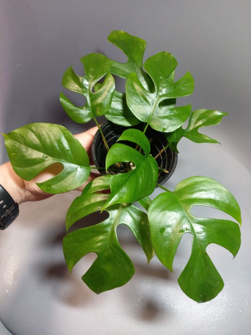 Rhapidophora Tetrasperma Monstera Minima