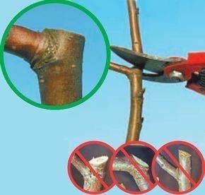 Обрезка плодовых деревьев в Киеве и обл., выезд для оценки - бесплатно