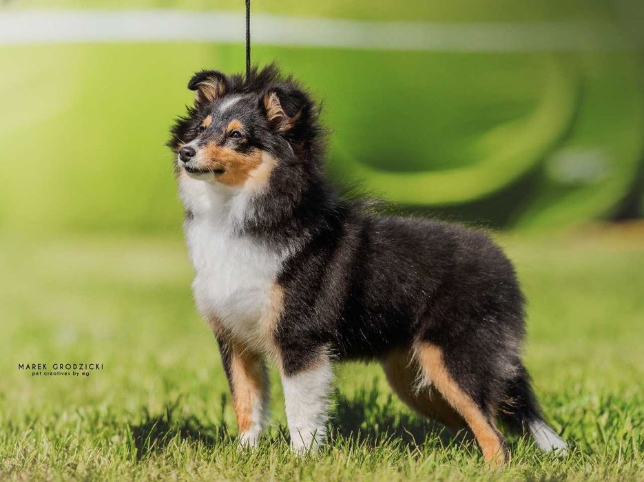 Owczarek szetlandzki (sheltie),  mini sunia trikolor