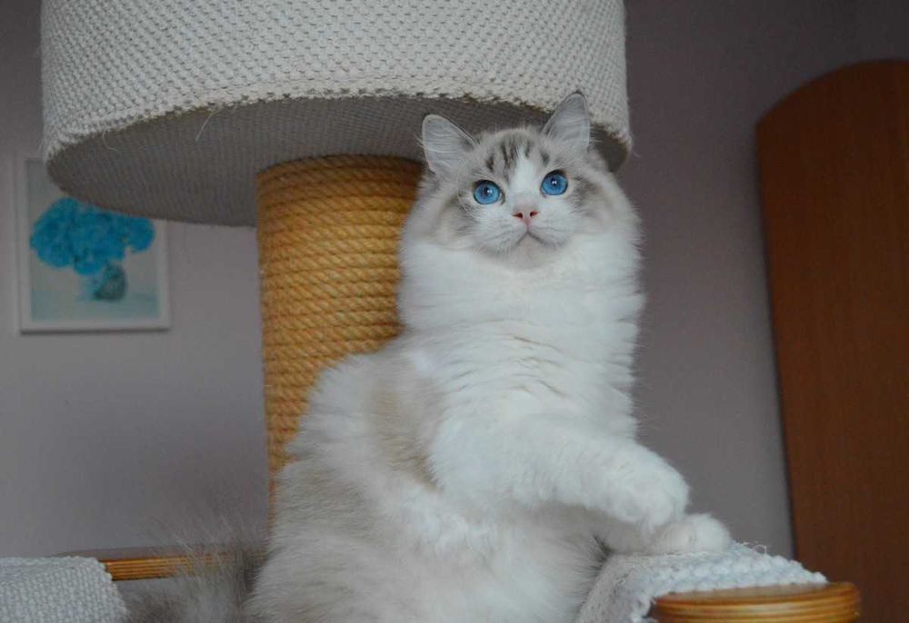 Madison,cudowna w typie koteczka wystawowo-hodowlana