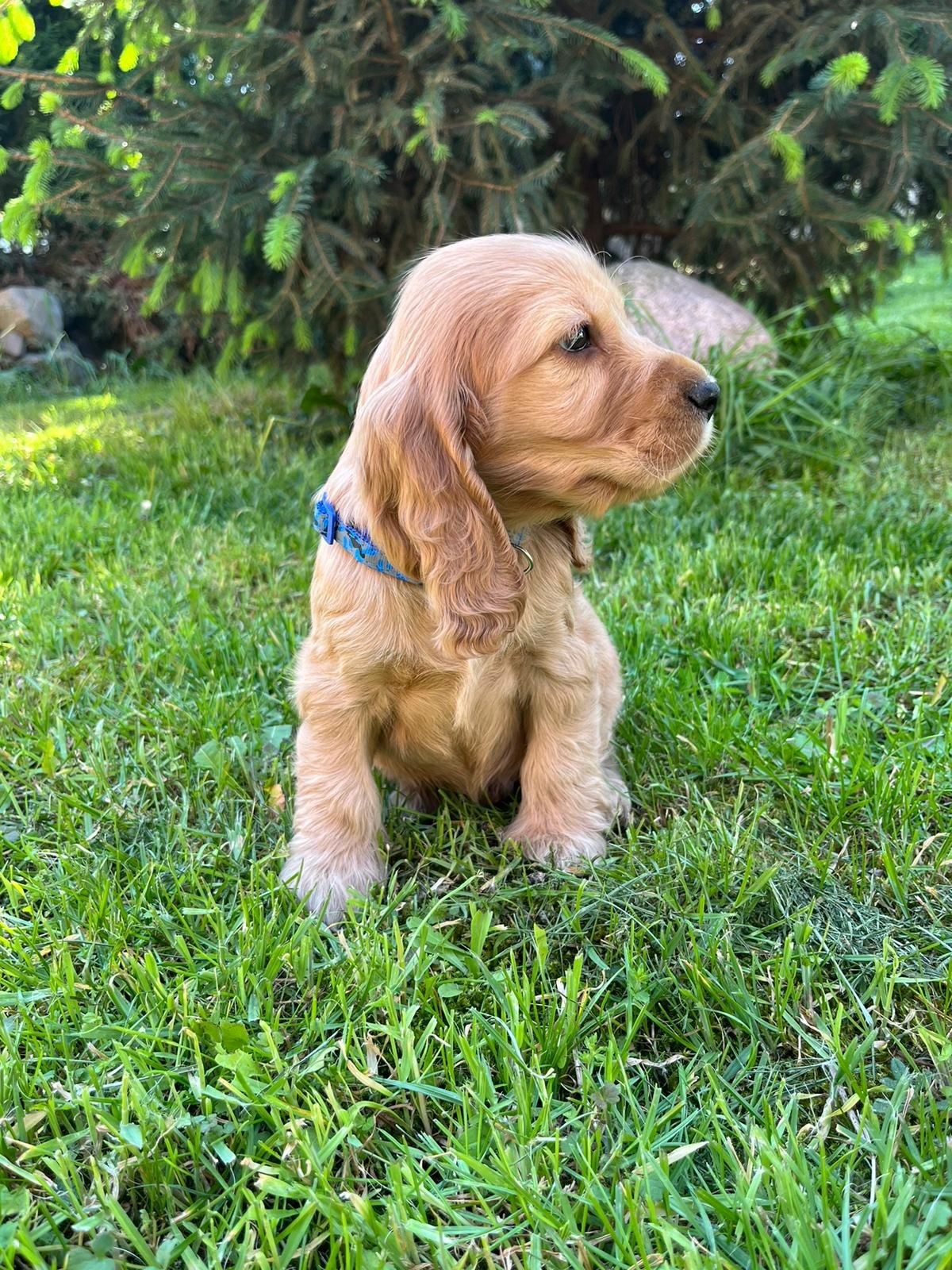 Cocker Spaniel Angielski