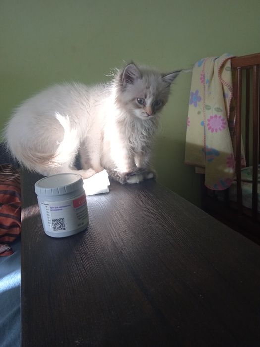 Киця, кішка ,  6 міс віддам