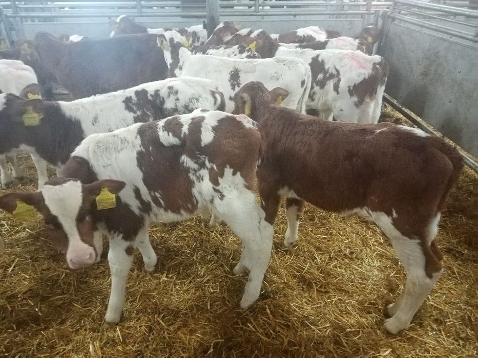 Sprzedam byczki cieliczki